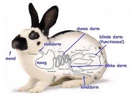maag darmstelsel konijn